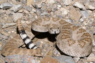 Crotalus atrox