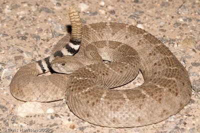 Crotalus atrox