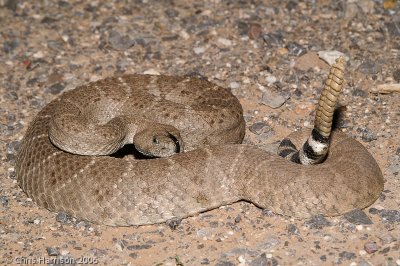 Crotalus atrox