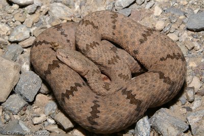 Crotalus lepidusTX, Hudspeth Co., Quitman Mts.