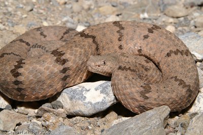 Crotalus lepidusTX, Hudspeth Co., Quitman Mts.