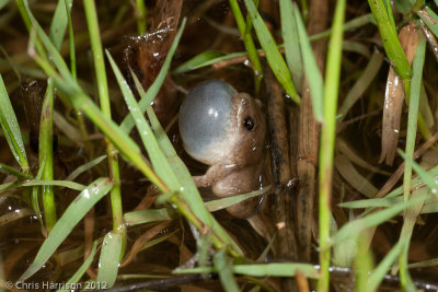 Gastrophryne olivaceaWestern Narrow-mouthed Toad