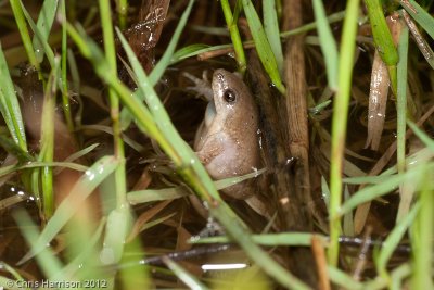 Gastrophryne olivaceaWestern Narrow-mouthed Toad