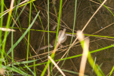 Gastrophryne olivaceaWestern Narrow-mouthed Toad