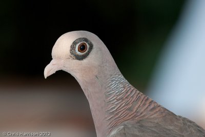 Bare-eyed Dove