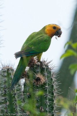 Brown-throated Parakeet
