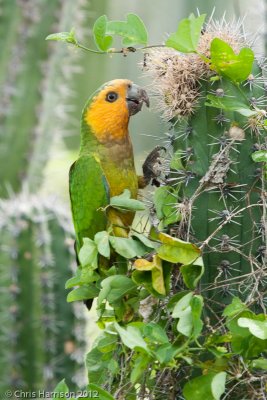 Brown-throated Parakeet