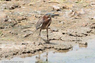 Green Heron