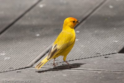 Saffron Finch