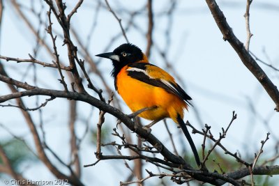 Venezuelan Troupial