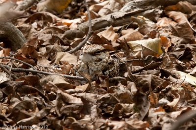 White-tailed Nightjar