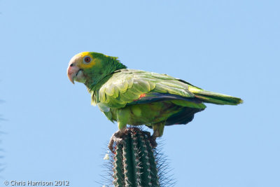 Yellow-shouldered Parrot