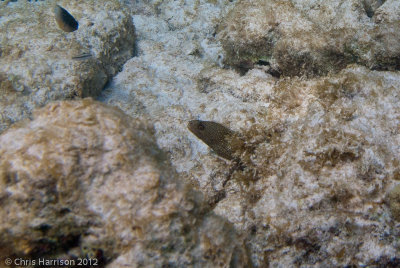 Goldentail Moray</br><i>Gymnothorax miliaris</i>