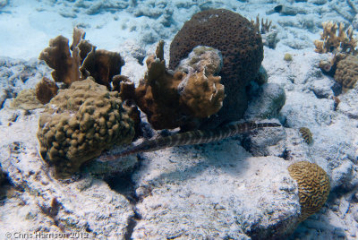 Western Atlantic Trumpetfish</br><i>Aulostomus maculatus</i>