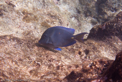 Atlantic Blue Tang</br><i>Acanthurus coeruleus</i>