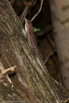 Anolis bonairensisBonaire Anole