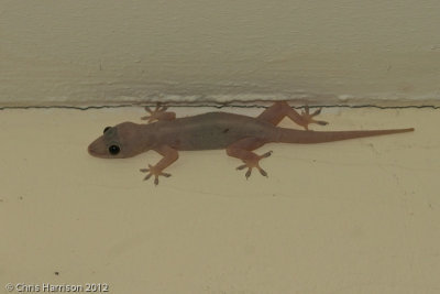 Hemidactylus frenatusAsian House Gecko