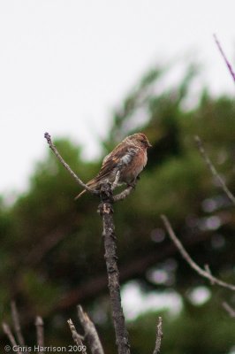 Common Redpoll