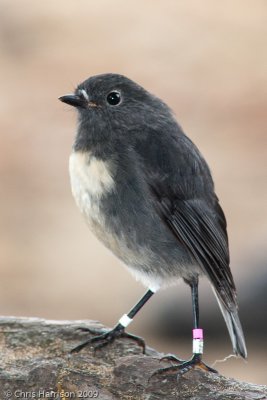 South Island Robin