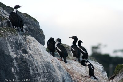 Stewart Island (Bronze) Shag
