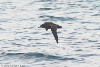Sooty Shearwater