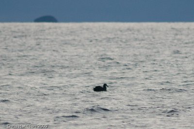 Northern Giant-Petrel