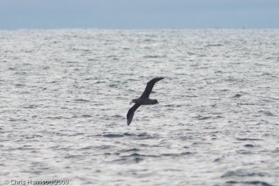 Northern Giant-Petrel