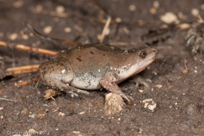 Gastrophryne olivaceaWestern Narrow-mouthed Toad