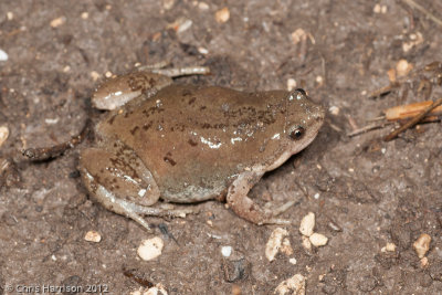 Gastrophryne olivaceaWestern Narrow-mouthed Toad