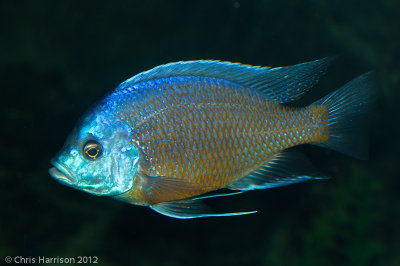 Redfin KadangoCopadichromis borleyi