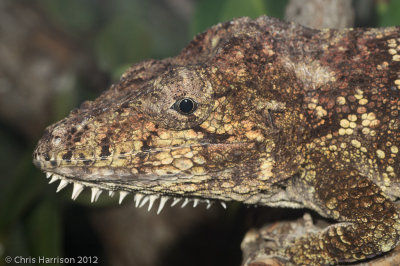 Anolis barbatusWestern Bearded Anole