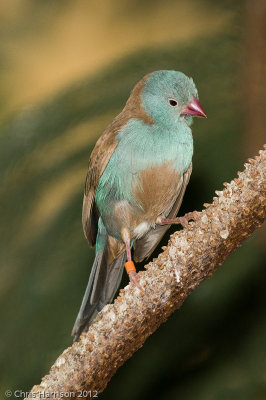 Blue-capped Cordonbleu