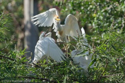 Cattle Egrets