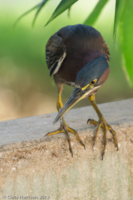 Green Heron