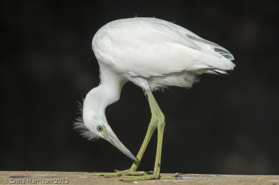 Little Blue Heron - juvenile