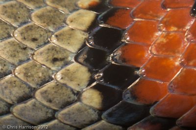 Lampropeltis greeriDurango Mountain Kingsnake