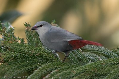 Lavender Waxbill