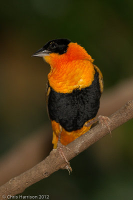 Orange Bishop