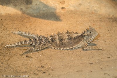 Phrynosoma asioGiant Horned Lizard