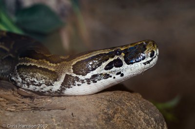 Python sebaeAfrican Rock Python