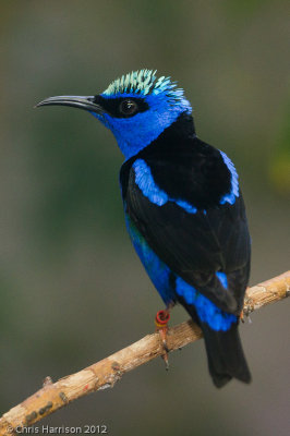 Red-legged Honeycreeper