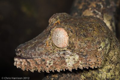 Uroplatus henckeliHenckel's Flat-tailed Gecko