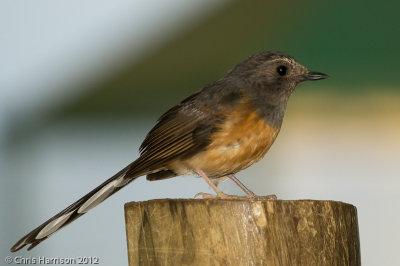 White-rumped Shama