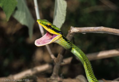 Leptophis mexicanus septentrionalisMexican Parrot Snake