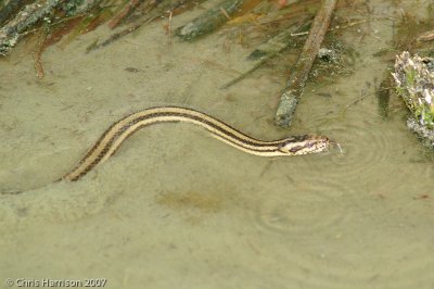 Nerodia clarkiiGulf Saltmarsh Snake