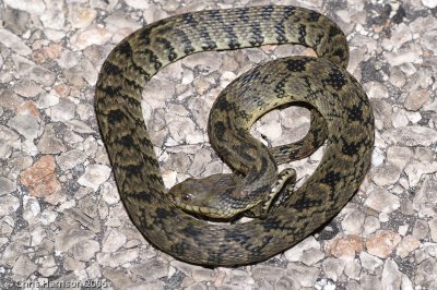 Nerodia rhombifer werleriTabasco Diamonbacked Watersnake