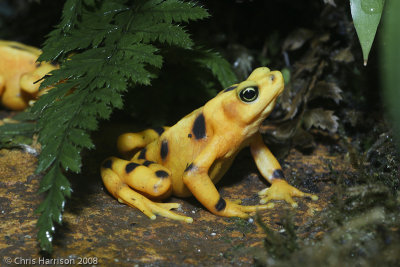 Atelopus zeteckiPanamanian Golden Frog