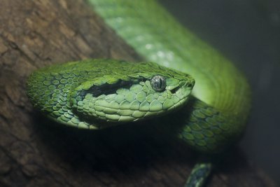 Bothriechis aurifer