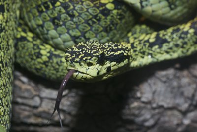 Bothriechis nigroviridis