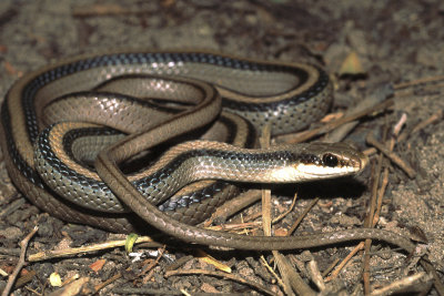 Salvadora deserticolaBig Bend Patchnosed Snake